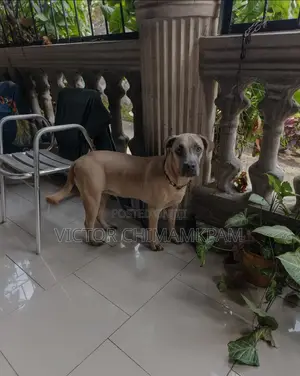 6-12 months Female Purebred Boerboel