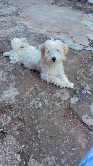 6-12 months Male Purebred Lhasa Apso