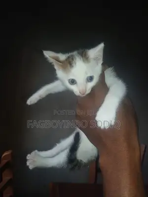 0-1 month Female Mixed Breed American Shorthair