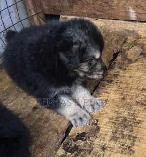 0-1 month Male Purebred German Shepherd