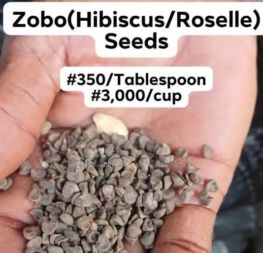 Vegetable Seeds