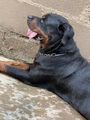 Pets and Animal