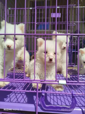 1-3 months Female Purebred American Eskimo