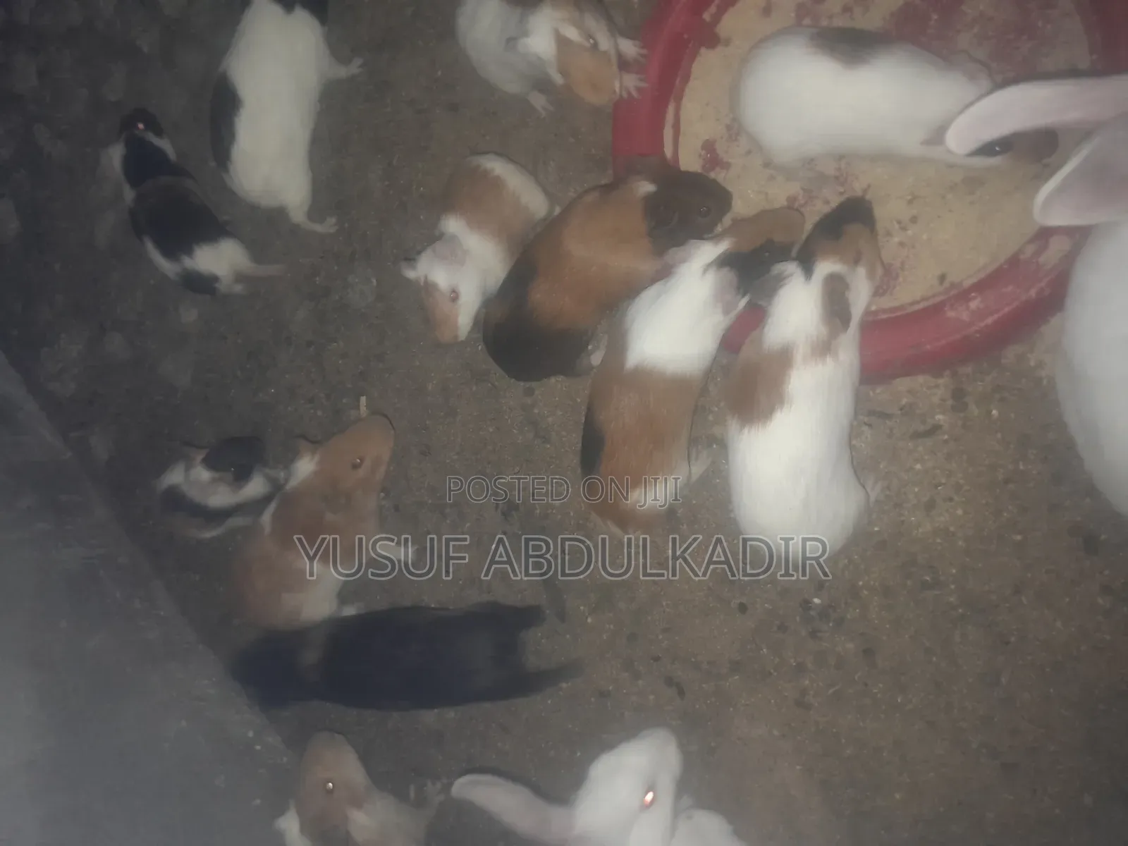 American Guinea Pigs