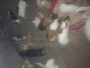 American Guinea Pigs
