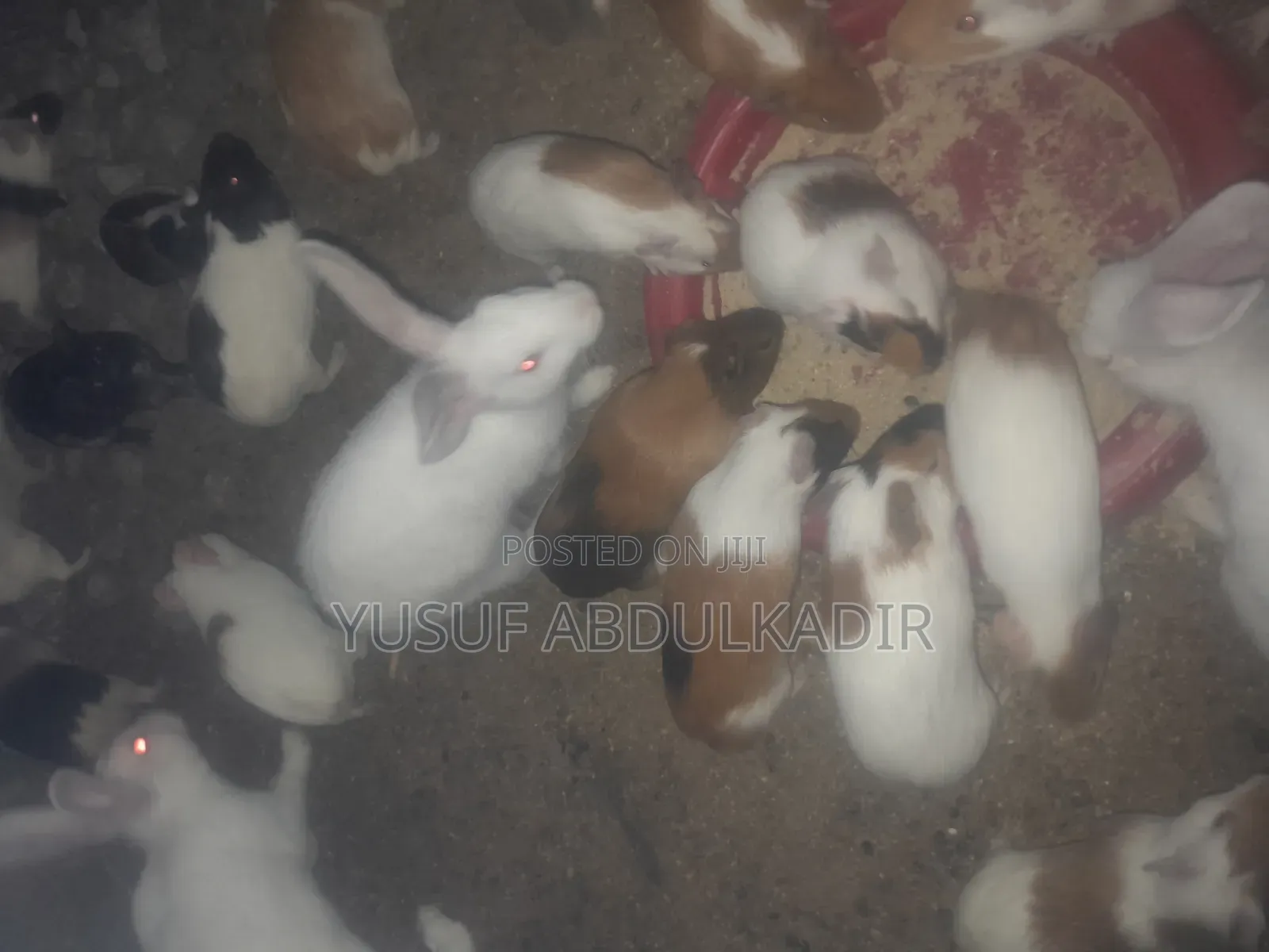 American Guinea Pigs