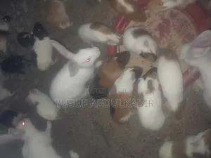 American Guinea Pigs