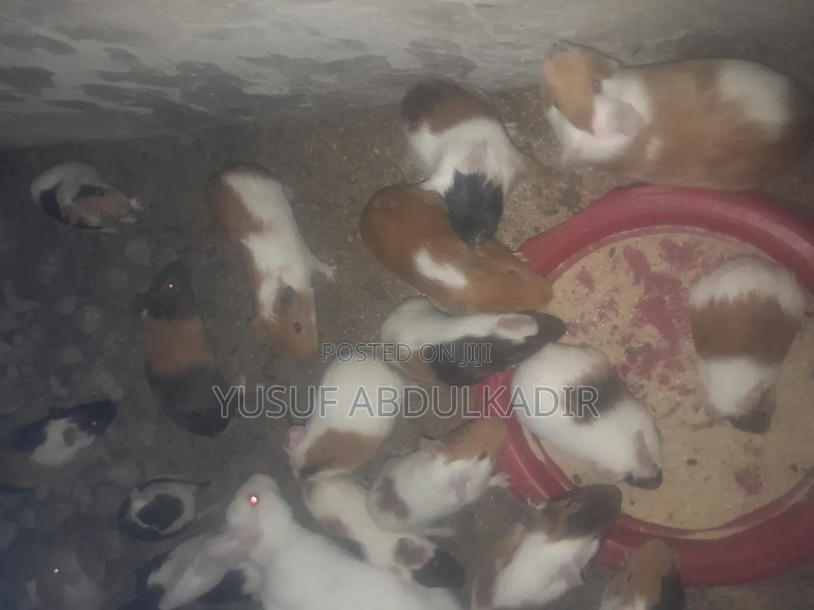 American Guinea Pigs