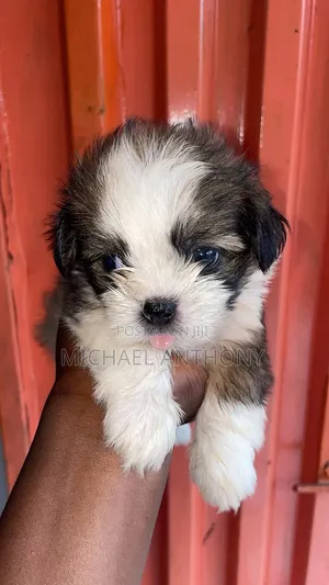 1-3 months Female Purebred Lhasa Apso