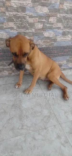 1+ year Female Purebred Boerboel
