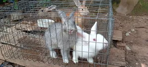 Rabbits Available for Pets, Consumption, Research, Zoo Keeping, Etc