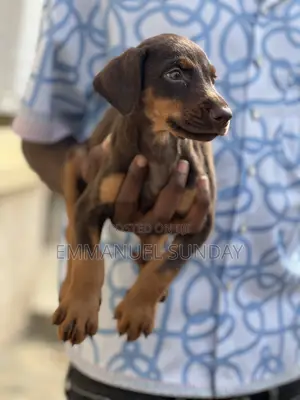1-3 months Female Purebred Doberman Pinscher