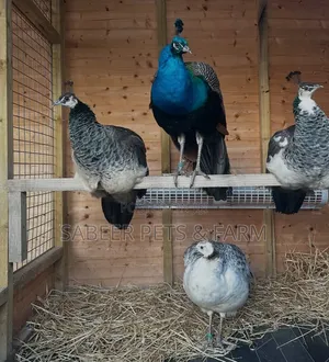 Pair of Beautiful Young Adult Peacocks for Sale