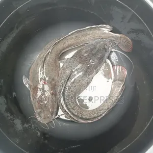 Catfish In Port Harcourt