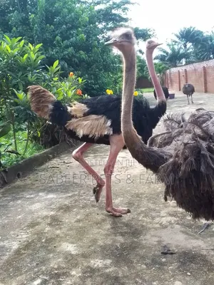 Male and Female Couple Adult Ostriches for Sale