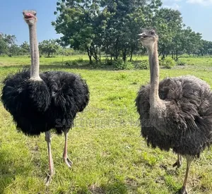 Male and Female Couple Adult Ostriches for Sale