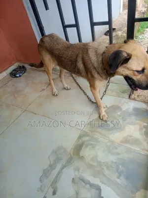 6-12 months Female Mixed Breed German Shepherd