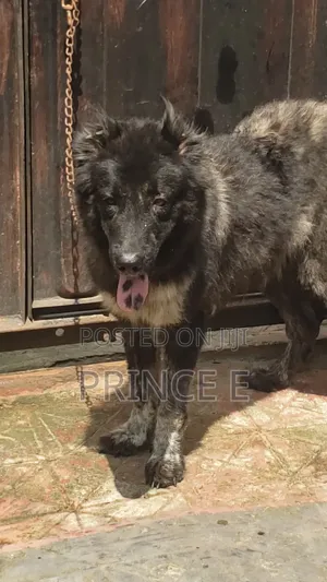 1+ year Female Purebred Caucasian Shepherd