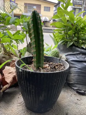 Fresh Live Small Cactus Plant for Sale in Lagos, Nigeria