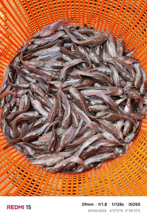 High Quality and Fast Growing Post Fingerlings, Juvenile and Jumbo