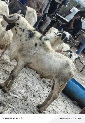 Life Rams Cows and Goats for Sale