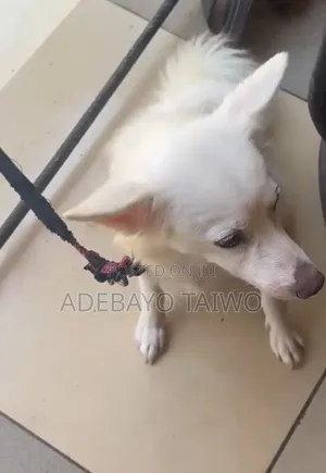 6-12 months Female Purebred American Eskimo