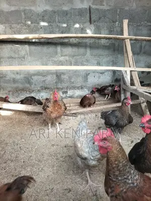 Noiler Birds