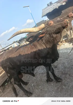 Cows for Sale