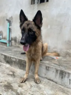1+ year Male Purebred German Shepherd