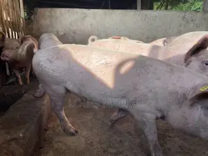 60 Kg Pigs Available in Ikorodu