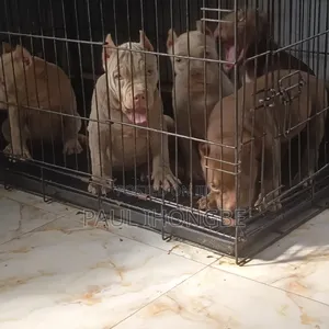 1-3 months Female Purebred American Bully