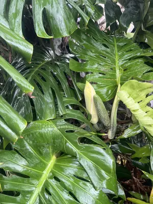 Monstera Deliciosa,