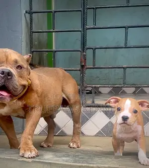 1-3 months Male Mixed Breed American Bully