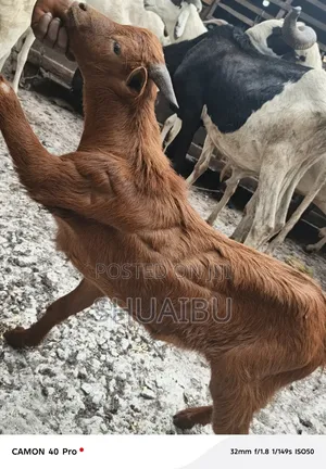 Goats at Affordable Price