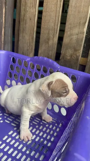 1-3 months Male Mixed Breed American Bully