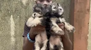3-6 months Female Purebred Lhasa Apso