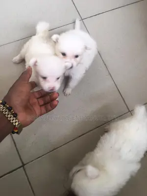1-3 months Female Purebred American Eskimo