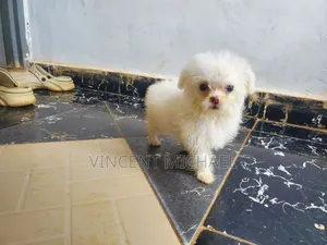 1-3 months Female Purebred Lhasa Apso