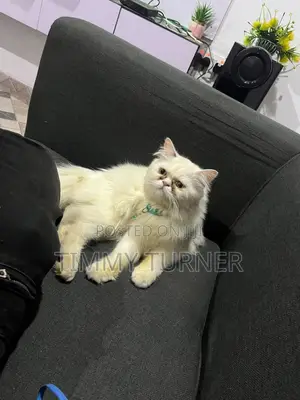 1-3 months Male Purebred Persian