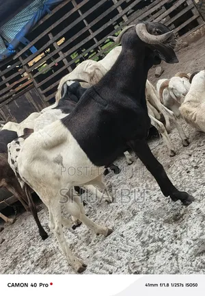 Life Rams for Sale