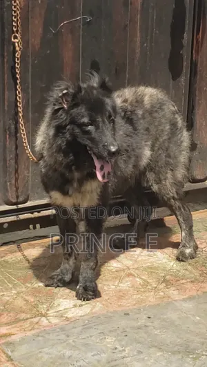 1+ year Female Purebred Caucasian Shepherd