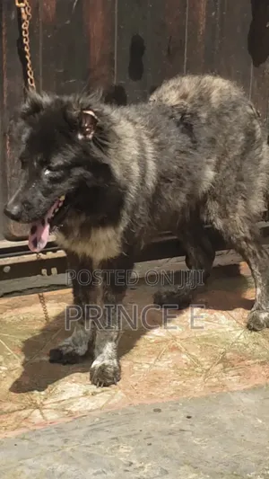 1+ year Female Purebred Caucasian Shepherd