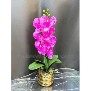 Orchid Flower in Big Gold Pot