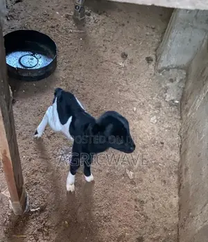 Local Kid Baby (Lamb) Male Sheeps (Rams) Within Weeks to 1year