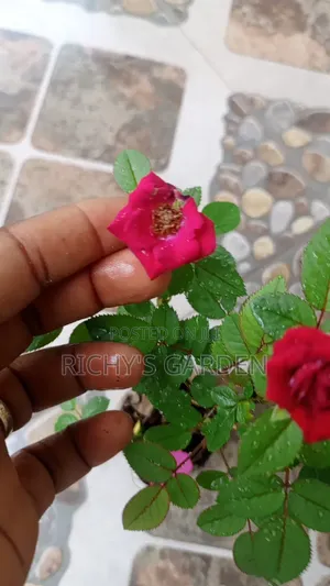 Live Red Rose Flower Plant