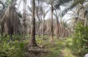 500 Plots of Land