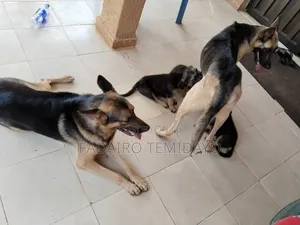6-12 months Female Purebred German Shepherd