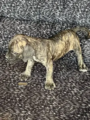 1-3 months Male Purebred Boerboel