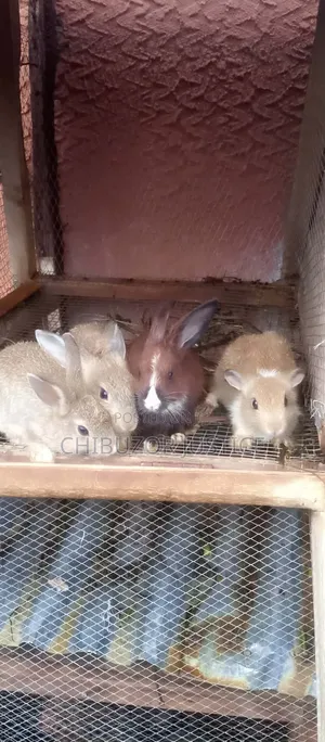 Healthy Baby Rabbits Available Now In Enugu