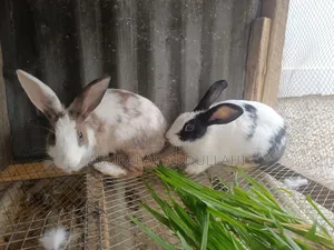 Two Female Rabbits